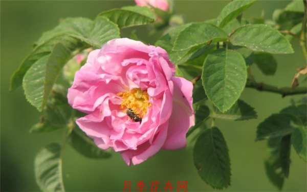 千叶玫瑰