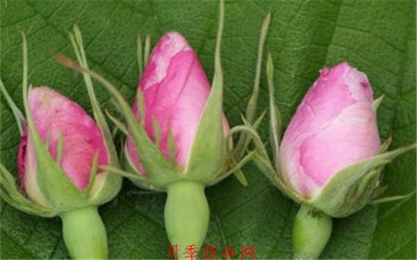 千叶玫瑰