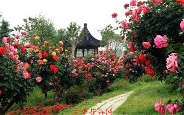 树状月季,6公分月季树