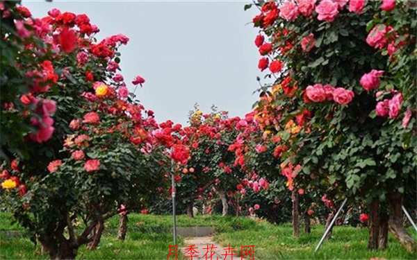 树状月季,6公分月季树