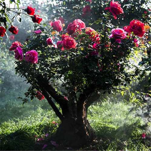 古桩月季原始型态