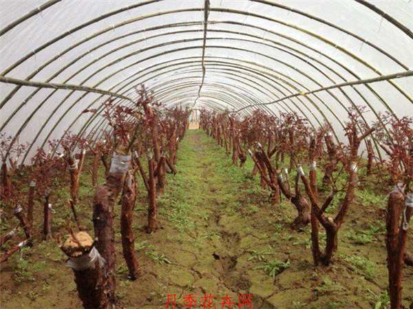 古桩月季原始型态