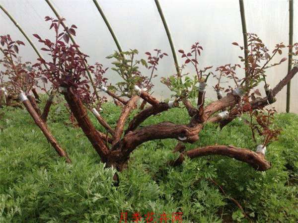 古桩月季原始型态