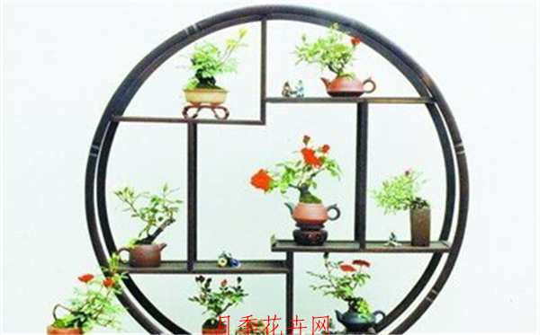 月季盆景,盆栽月季艺术型