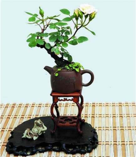 月季盆景,盆栽月季艺术型