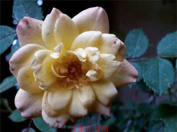 微型月季,天女散花月季