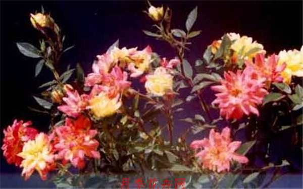 微型月季,天女散花月季