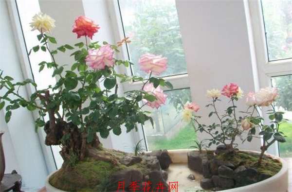 月季盆景,盆栽月季艺术型