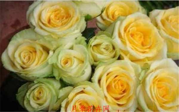切花月季，金香玉月季