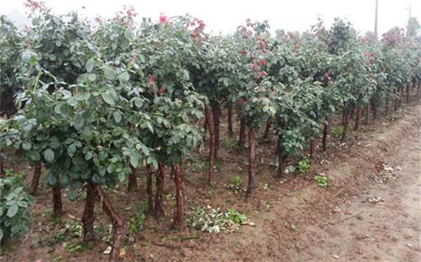 树状月季,4公分月季树图片