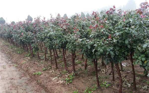 树状月季,4公分月季树图片