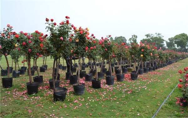 树状月季,4公分月季树图片