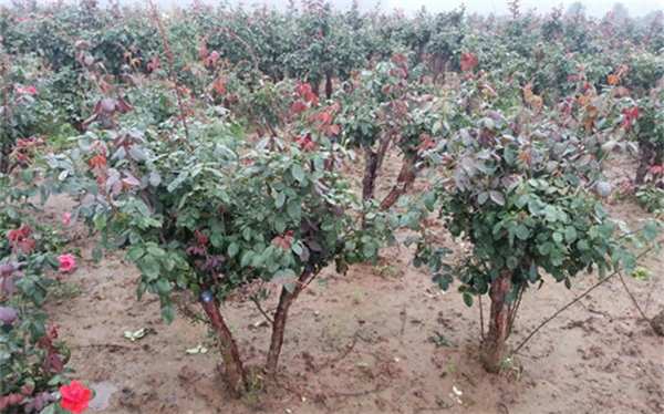 树状月季,4公分月季树图片