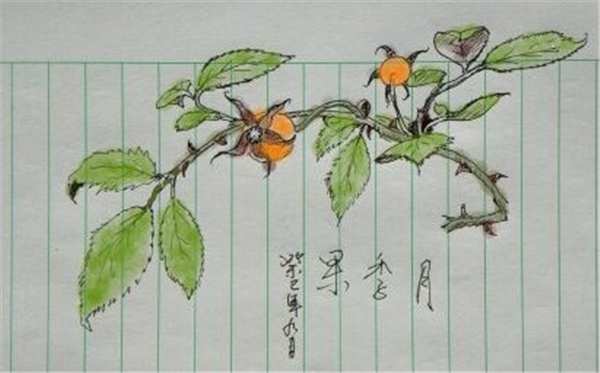 丰花月季,红帽月季-红帽子月季资料图片