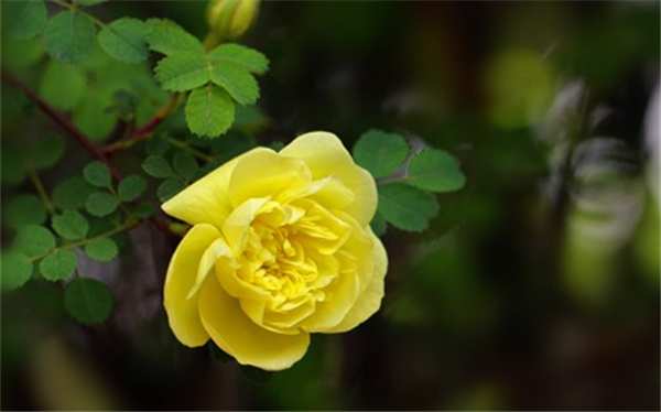 黄刺玫拉丁学名: Rosa xanthina Lindl