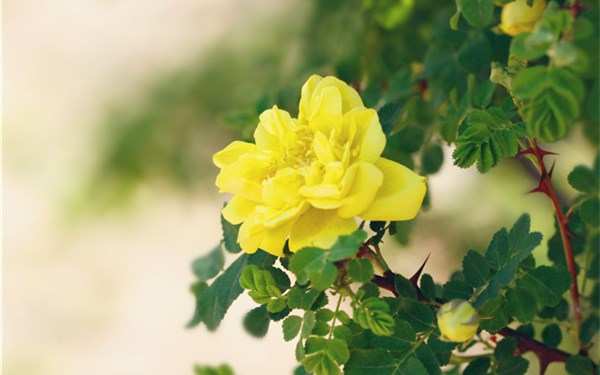 黄刺玫拉丁学名: Rosa xanthina Lindl