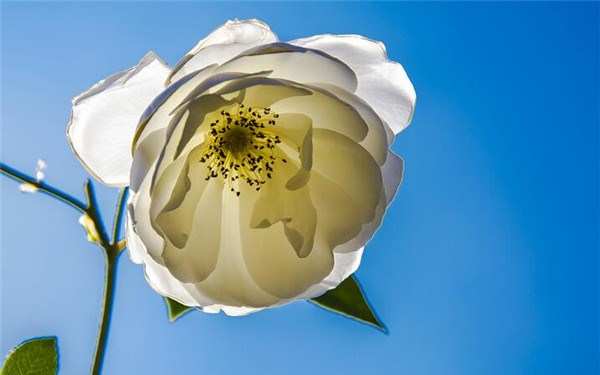 丰花月季,冰山月季