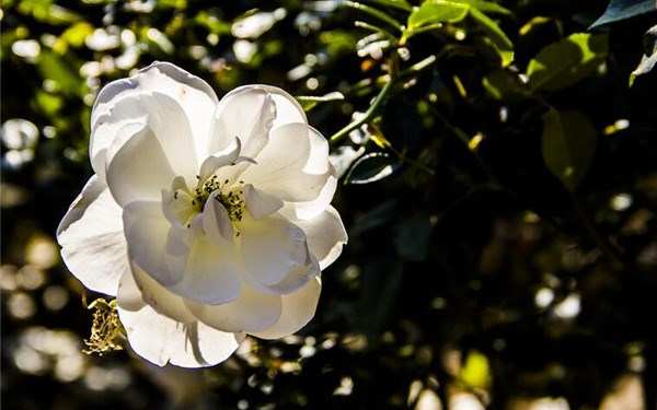 丰花月季,冰山月季