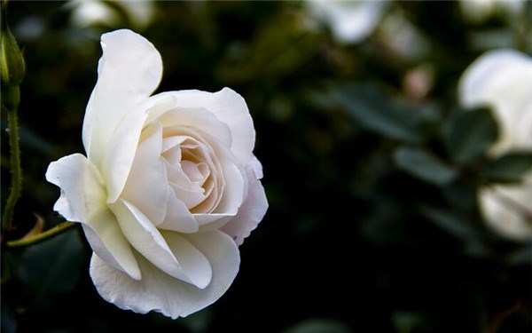 丰花月季,冰山月季