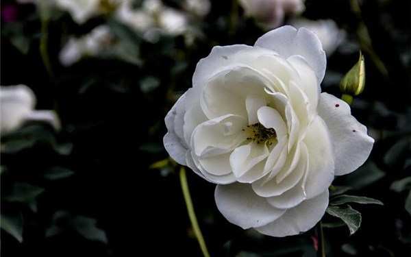 丰花月季,冰山月季