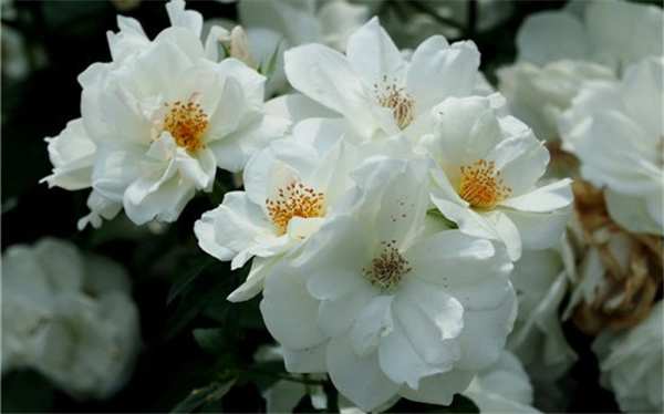 丰花月季,冰山月季