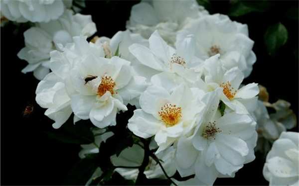 丰花月季,冰山月季