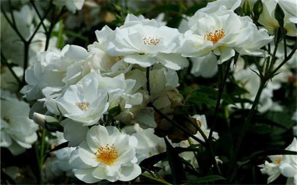 丰花月季,冰山月季