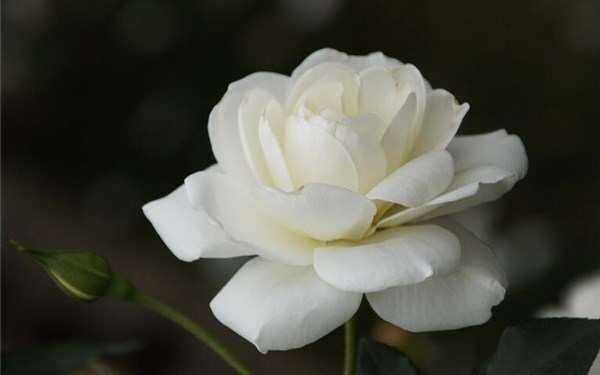 丰花月季,冰山月季