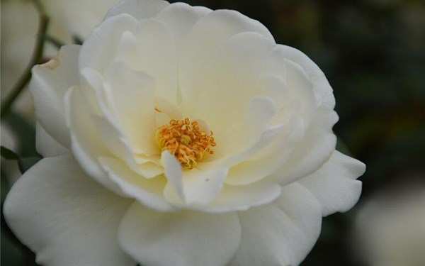 丰花月季,冰山月季