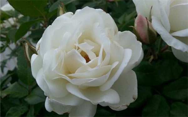 丰花月季,冰山月季