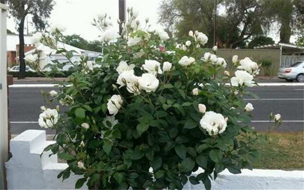 丰花月季,冰山月季