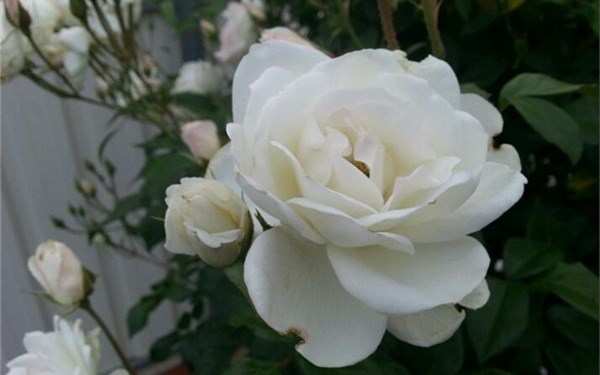 丰花月季,冰山月季