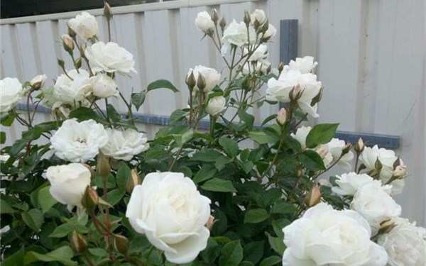 丰花月季,冰山月季