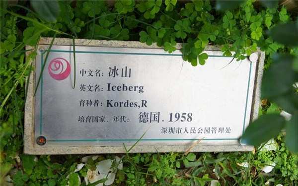 丰花月季,冰山月季