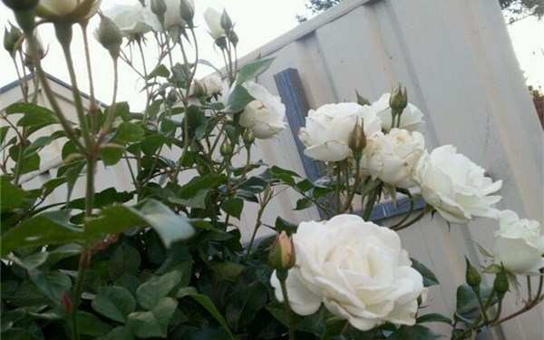 丰花月季,冰山月季