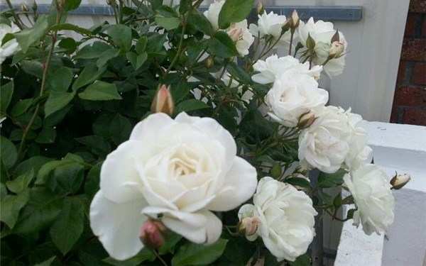 丰花月季,冰山月季