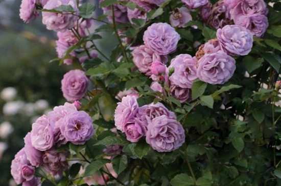 一个盆可以种多少棵月季?