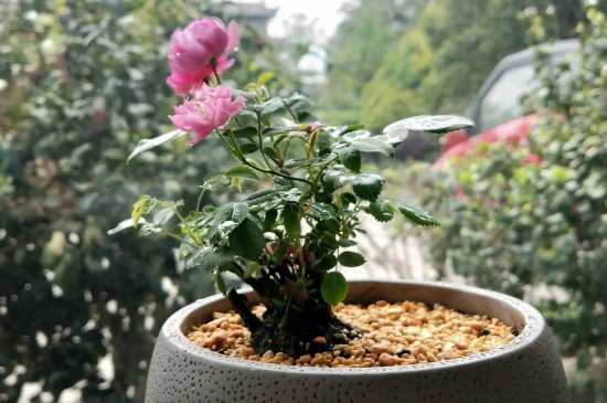 一个盆可以种多少棵月季?