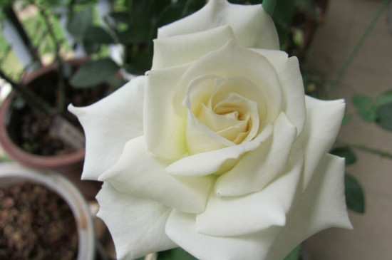 一个盆可以种多少棵月季?