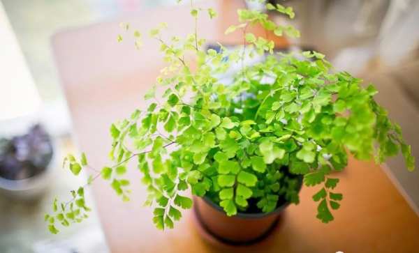 草本植物，铁线蕨