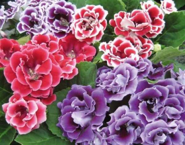 球根植物,大岩桐