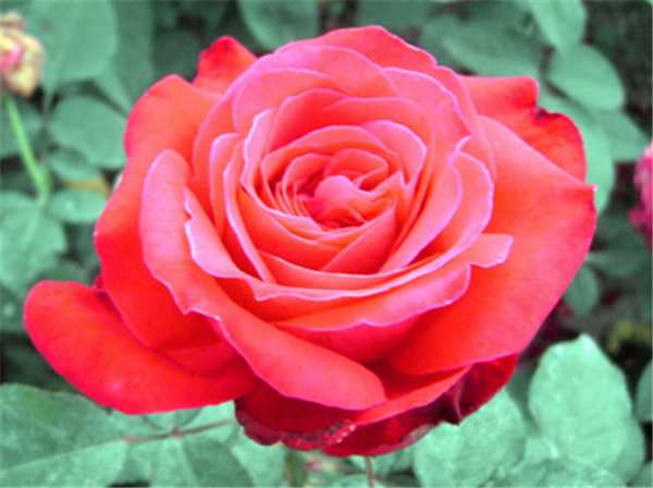 大花月季,亚力克红月季(亚历克红)