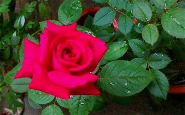 大花月季,亚力克红月季(亚历克红)