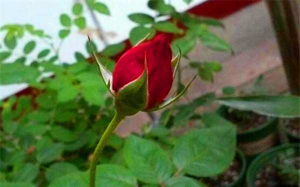 大花月季,亚力克红月季(亚历克红)