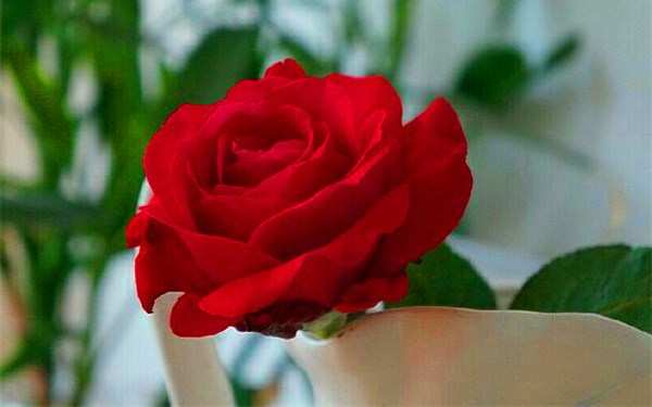 大花月季,亚力克红月季(亚历克红)