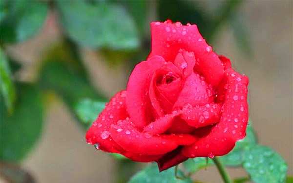 大花月季,亚力克红月季(亚历克红)