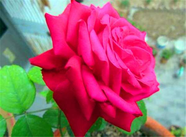 大花月季,亚力克红月季(亚历克红)