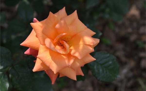 丰花月季,红从容月季