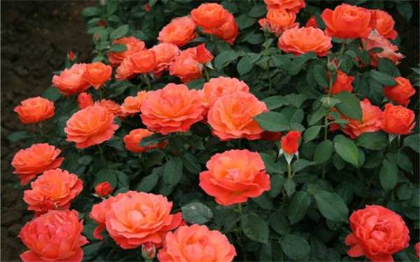 丰花月季,红从容月季