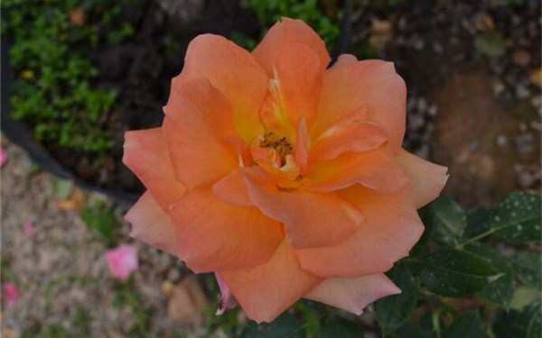 丰花月季,红从容月季